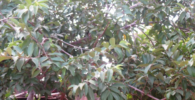 30 feuilles de goyave fraîches du sud de la Californie -  France